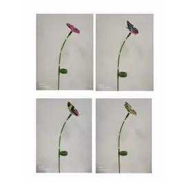 Solar-Powered Fiber Optic Stake Light – Butterfly Design With Rgb Color Cycling 1